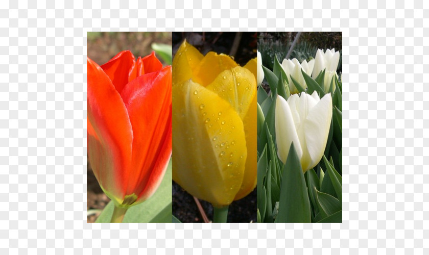 Tulip Floristry Petal PNG