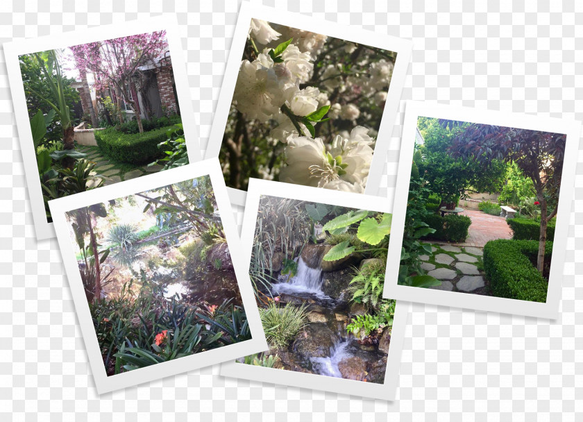 Collage Garden Picture Frames Houseplant Lawn PNG