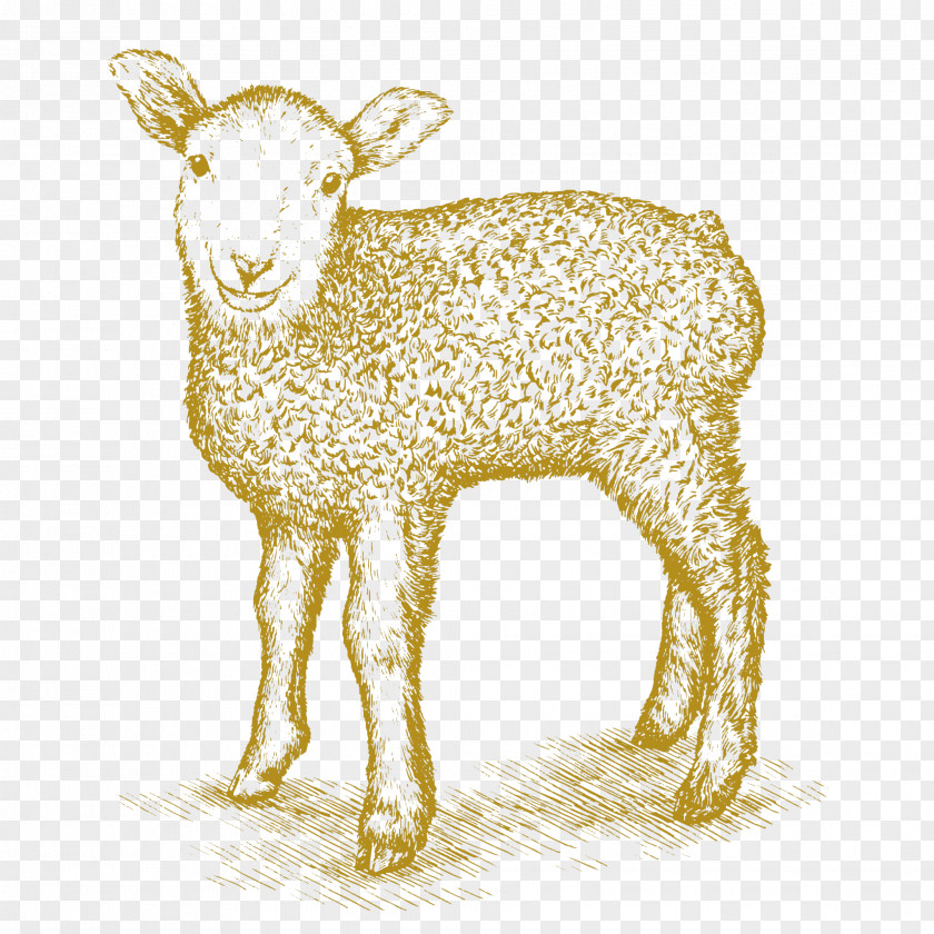 Goat Fawn Drawing Of Family PNG