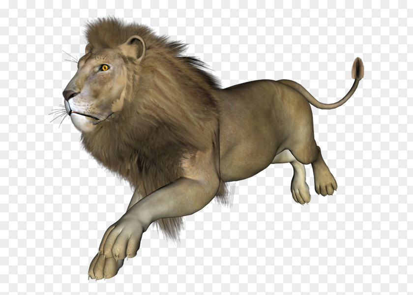 Leones East African Lion 3D Rendering PNG
