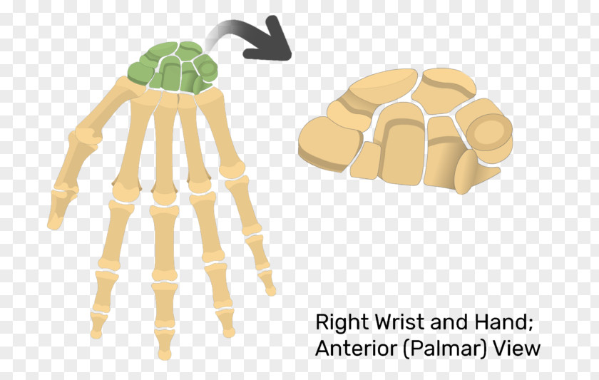 Scaphoid Bone Phalanx Carpal Bones Triquetral Anatomy PNG