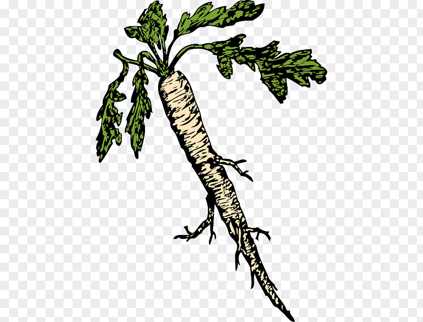 The Root Of Plant Download Clip Art PNG