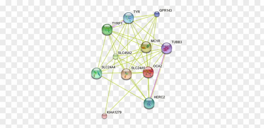 Twine Rope Protein–protein Interaction String Albinism PNG