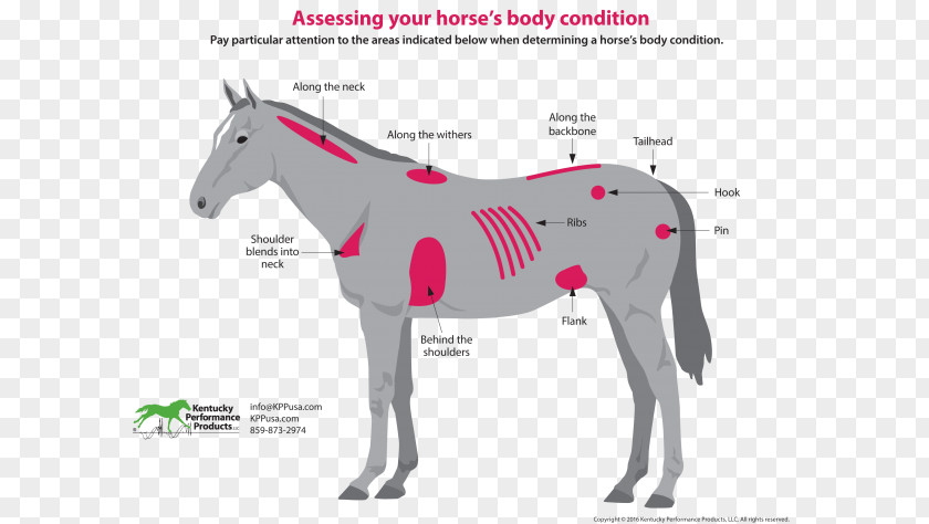 Body Conditioning Mule Mustang Pony Stallion American Paint Horse PNG