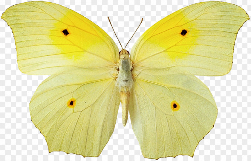 Butterfly Desktop Wallpaper Yellow Color PNG