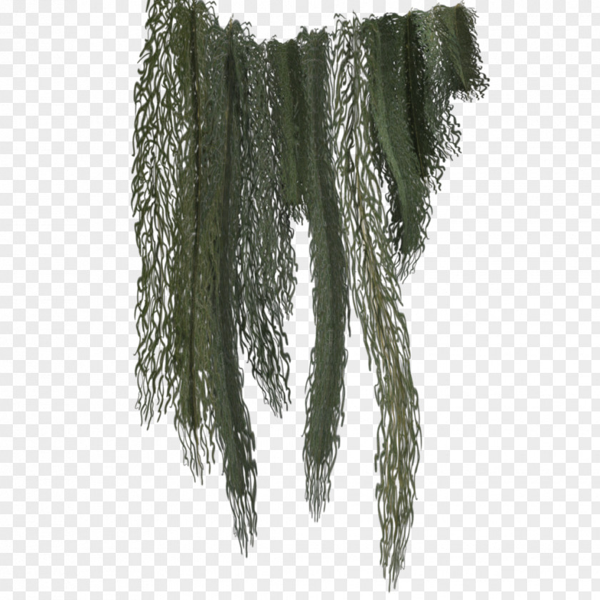 Climbing Tree Spanish Moss PNG