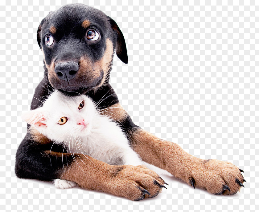 Poodle Dog Puppy Kitten Pet Labrador Retriever Veterinarian PNG