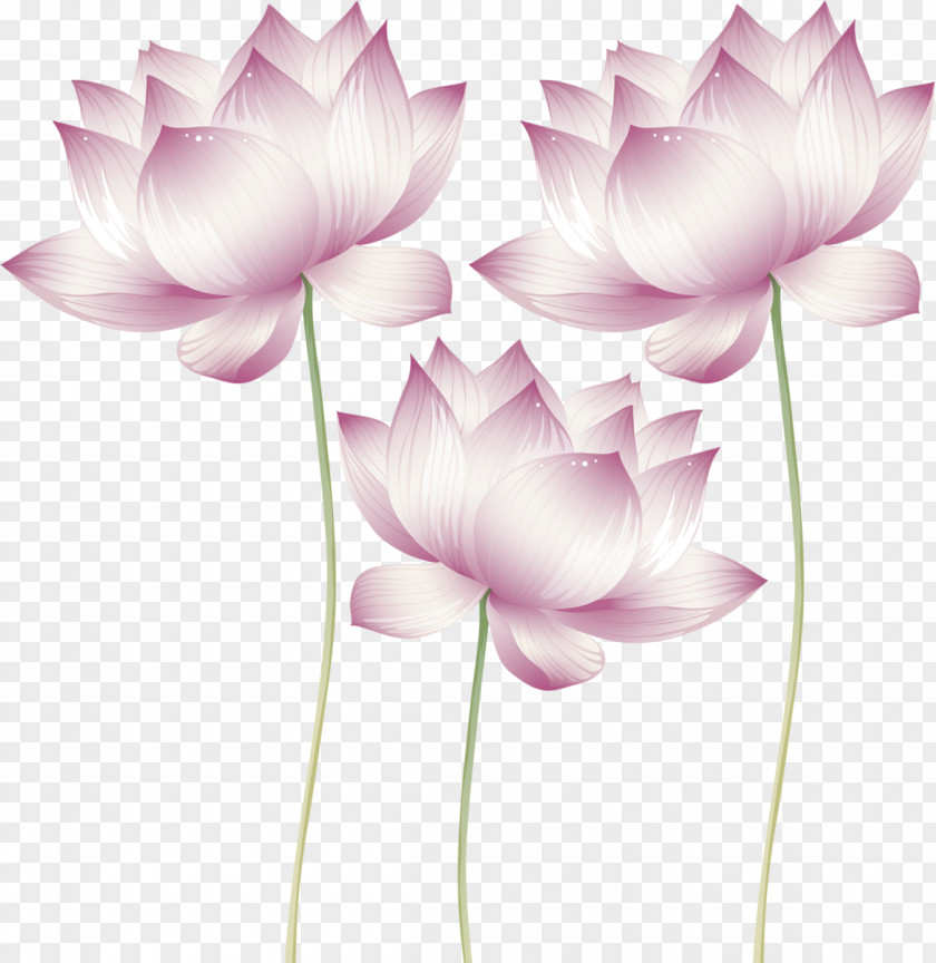 Water Lilies Nelumbo Nucifera Lotus Cars Proteales Suncatcher Tsukuyomi-no-Mikoto PNG