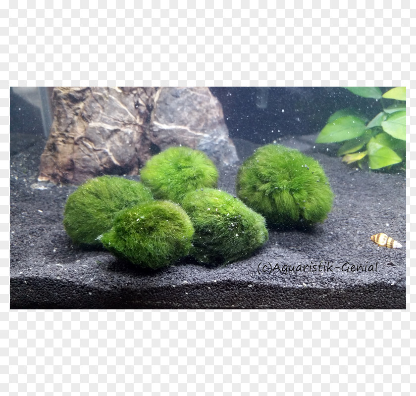 Alge Marimo Aquarium Green Algae Aquatic Plants PNG