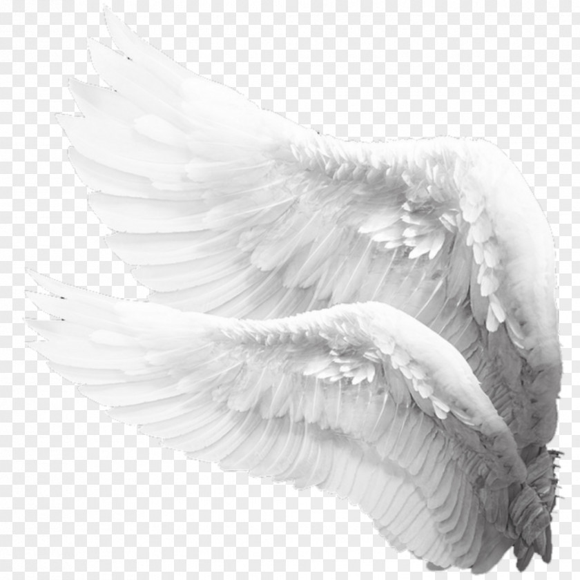 Angelwings Pattern Image Photography Angel PNG