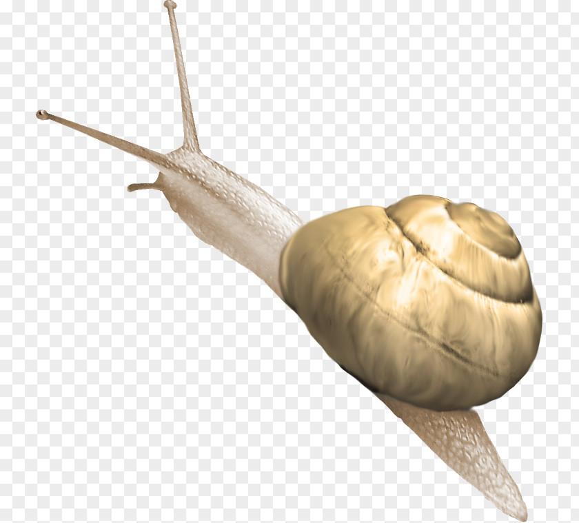 Beautiful Snail Polymita Picta PNG