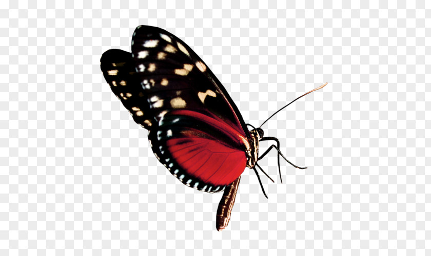 Butterfly Monarch Banya Cosmetics Nail PNG