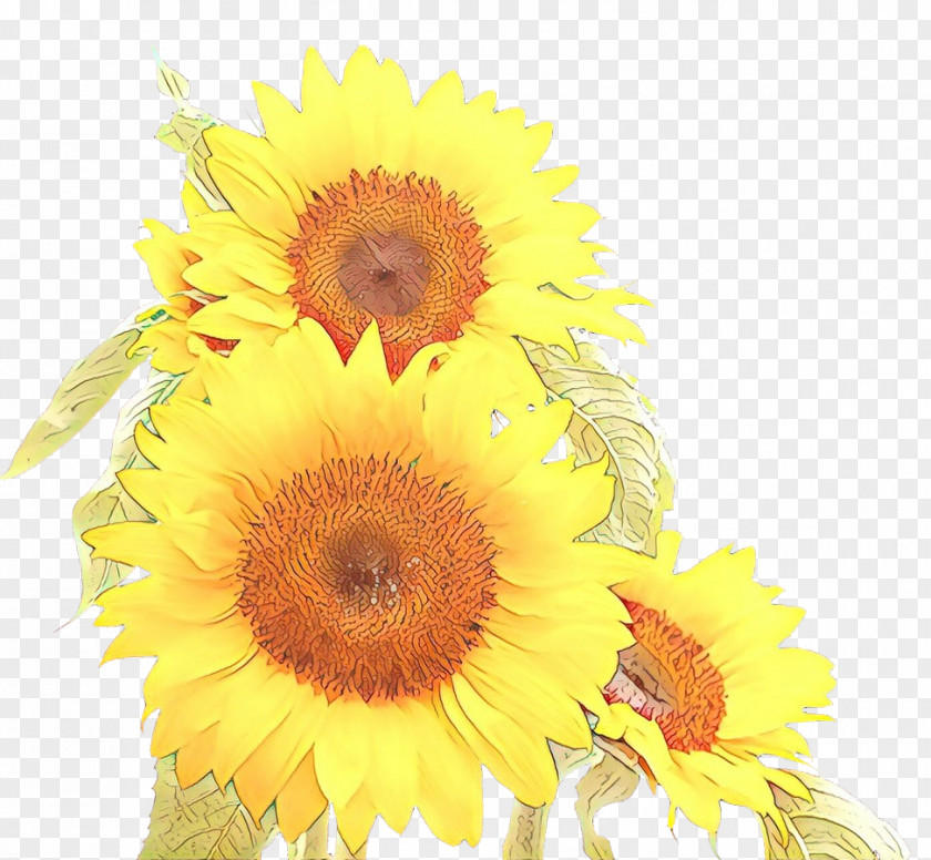 Floral Design Cut Flowers Sunflower PNG