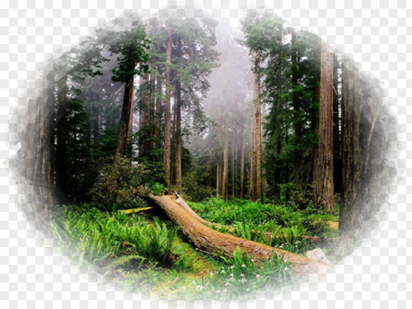 Park Redwood National And State Parks Sequoia Olympic Yosemite Chandelier Tree PNG