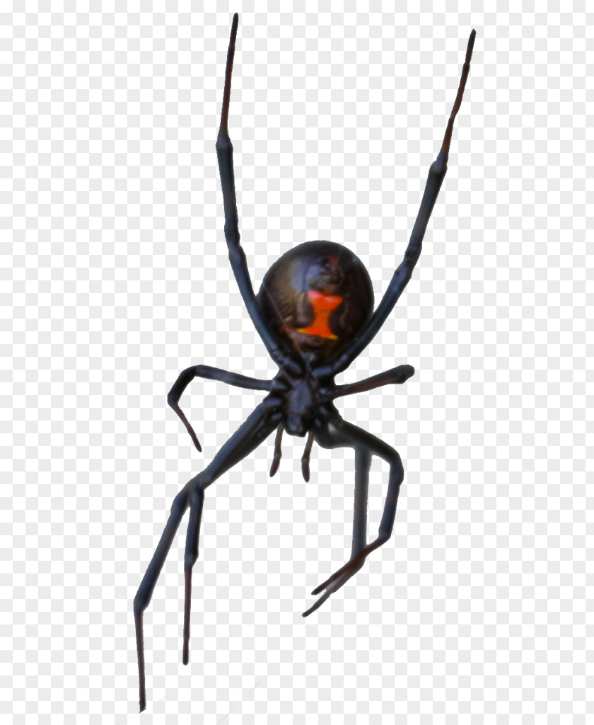 Spider Las Vegas Motion Collection Black Widow (Plakát/Kovový Plakát Black) STX G.1800E.J.M.V.U.NR YN Rat PNG