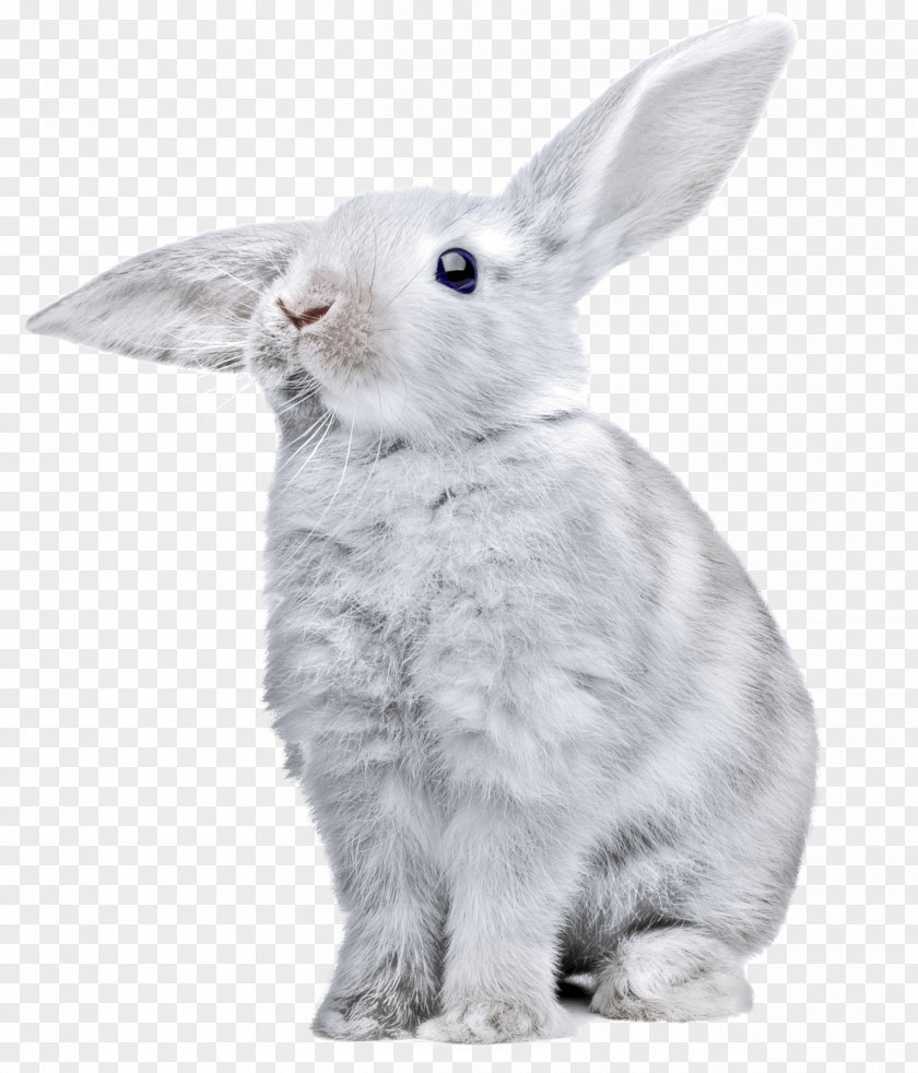 White Rabbit Image PNG