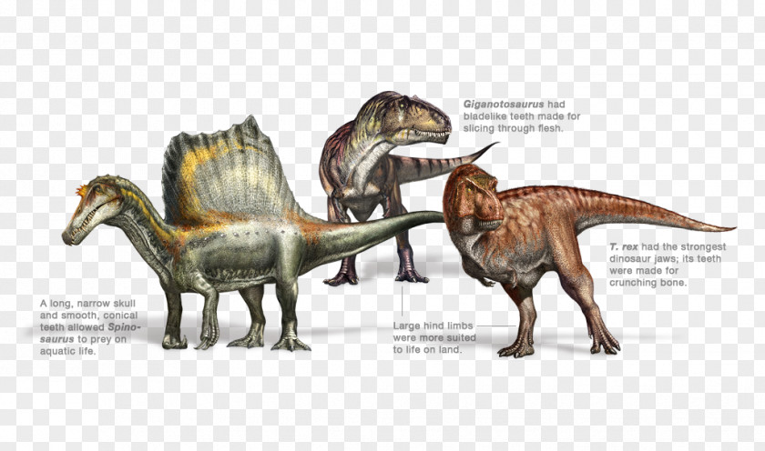 Dinosaur Spinosaurus Tyrannosaurus Rex Allosaurus Torvosaurus PNG