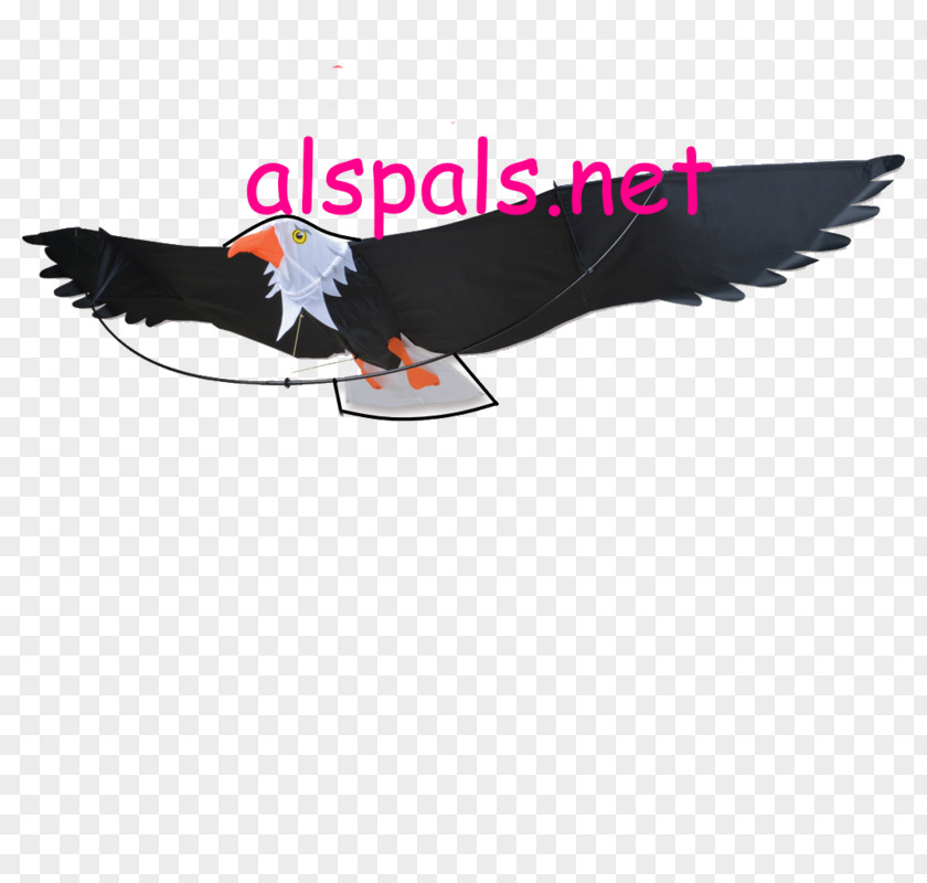 Eagle Bird Kite Beak Feather PNG