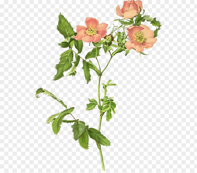 Garden Roses Dog-rose Rosa Blanda Centifolia Clip Art PNG