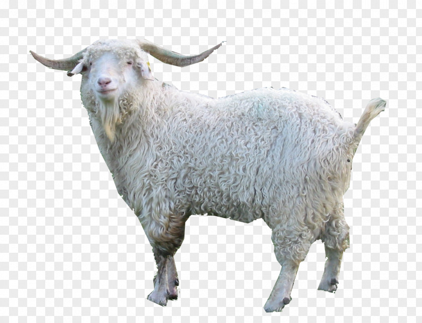 Goat Oberhasli Nigerian Dwarf Fainting Damascus Angora PNG