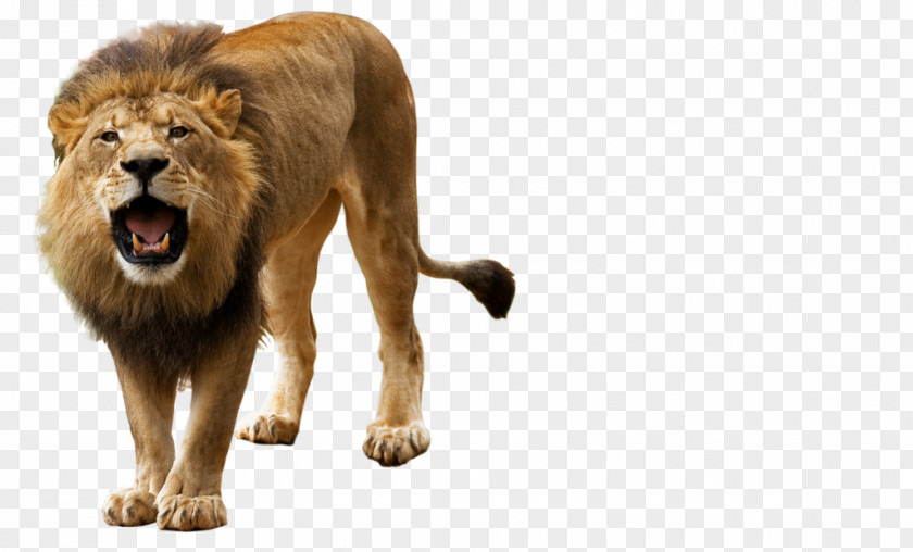 Lion Computer File PNG