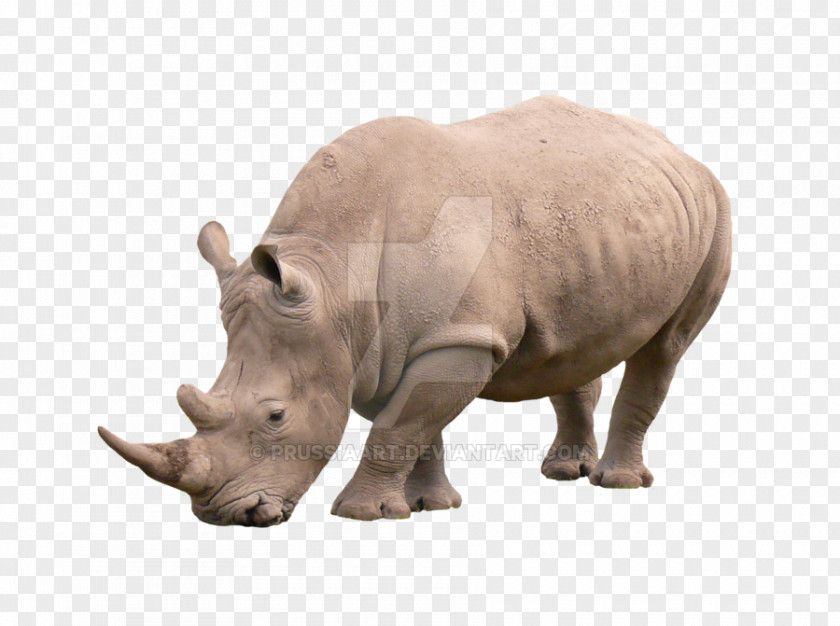 Rhinoceros African Rhino Animal Mammal PNG