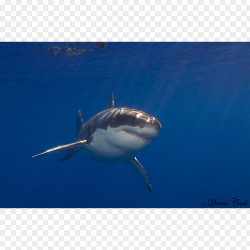 Shark Great White Tiger Marine Biology Requiem Sharks PNG