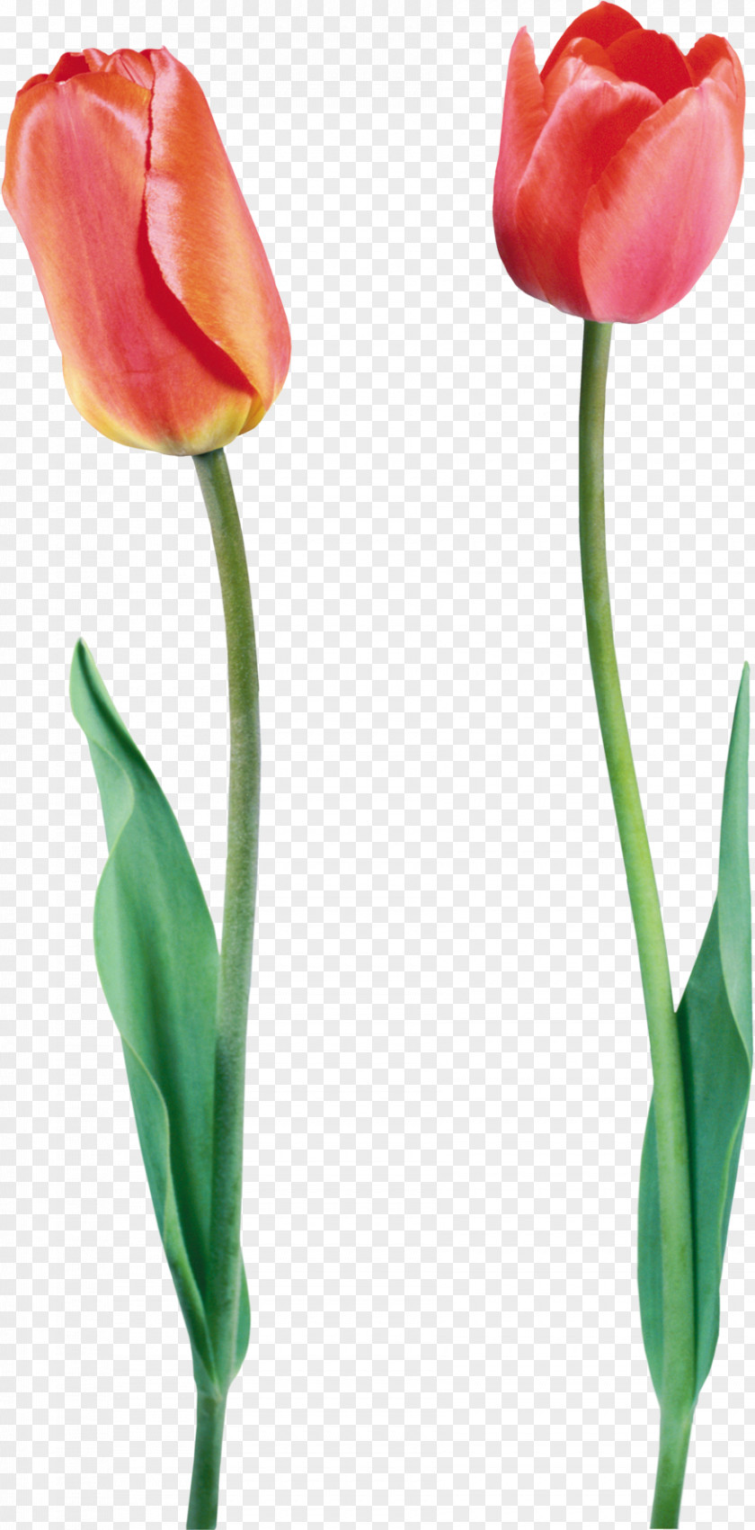 Tulips Tulip Flower Bouquet Clip Art PNG
