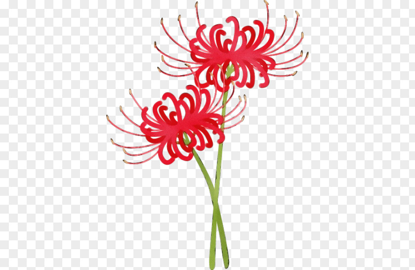 Barberton Daisy Gerbera Flowers Background PNG