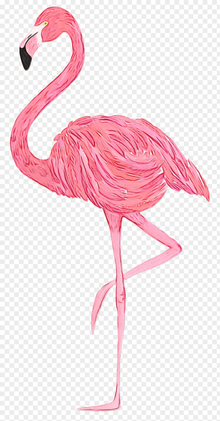 Beak Muscle Flamingo Watercolor PNG