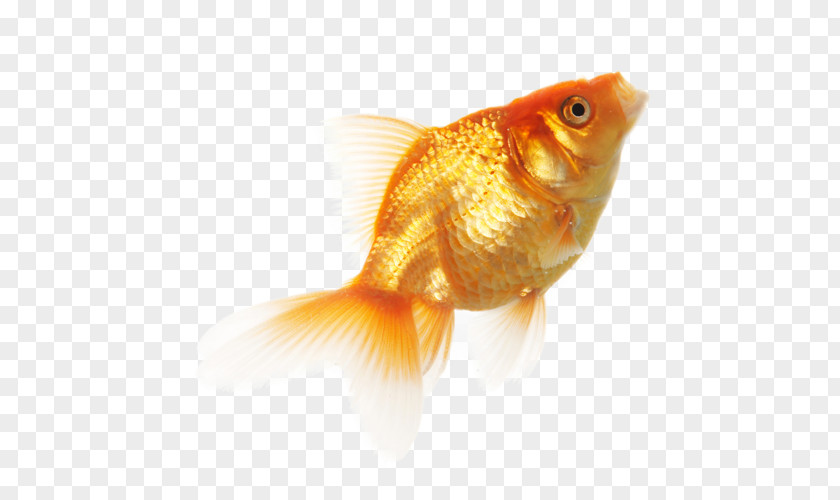 Fish Download Clip Art PNG