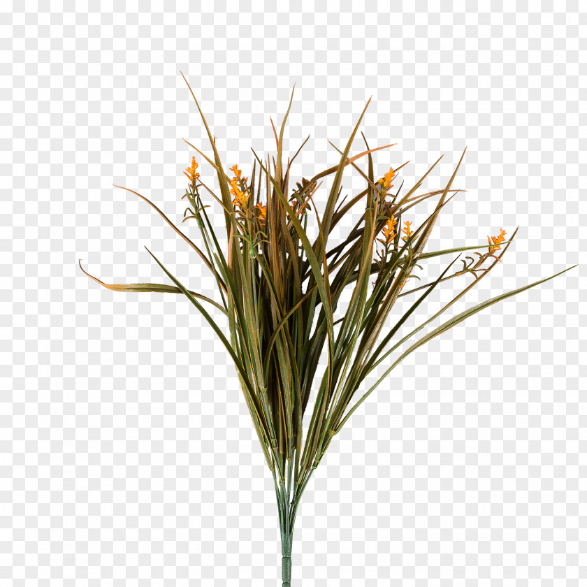 Flower Plants Houseplant Dracaena Sweet Grass PNG