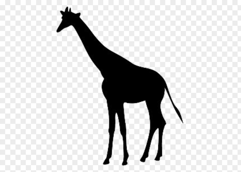 Giraffe Clip Art Mane Silhouette Vector Graphics PNG