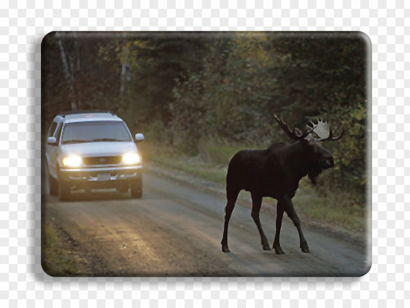Kancamagus Highway Alaska Moose Deer Animal Bear Wildlife PNG