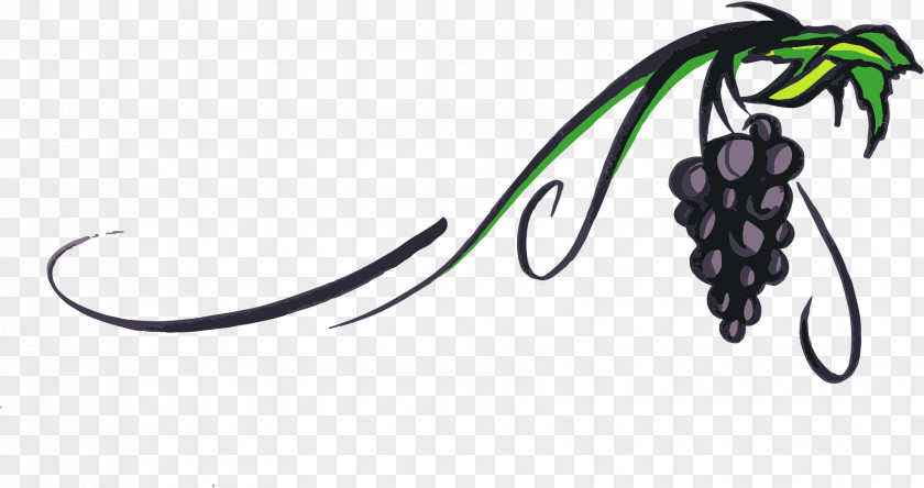 Vine Cliparts Transparent Piquepoul Wine Grape Clip Art PNG