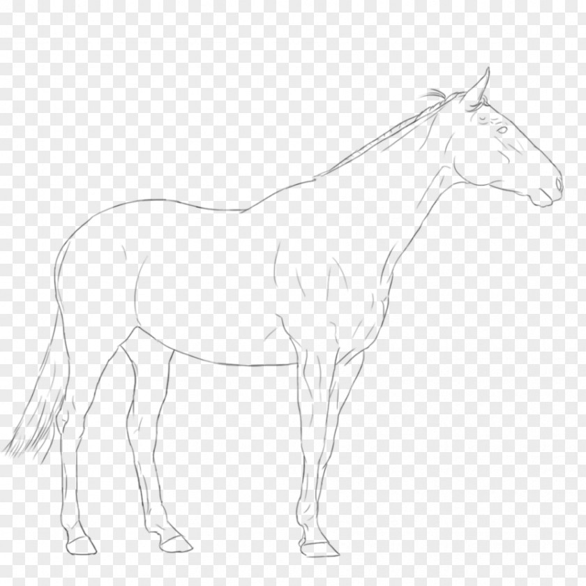 Warmblood Mule Foal Stallion Bridle Colt PNG