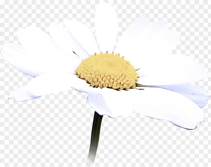 Camomile Flower Mayweed Yellow Chamomile PNG