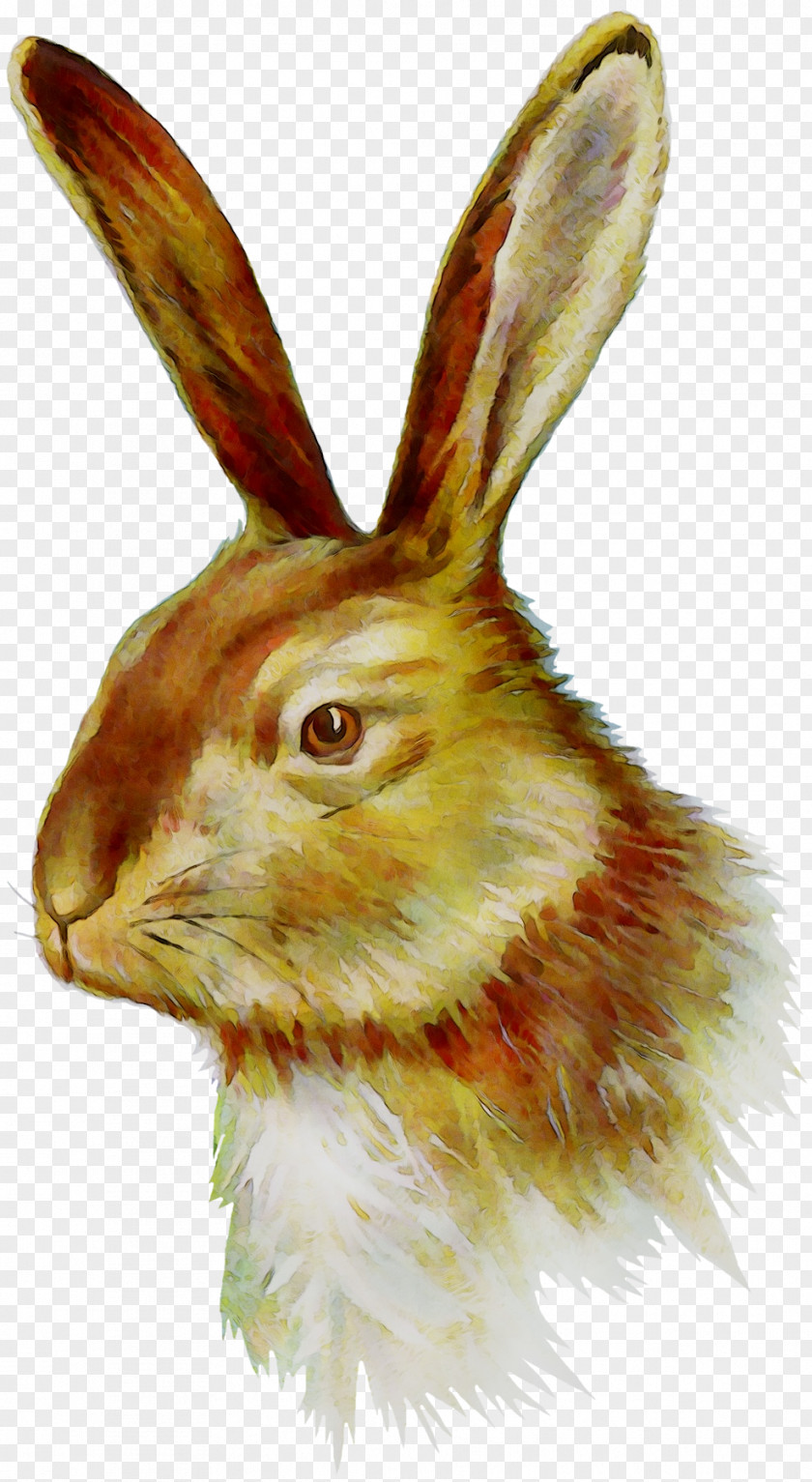 Domestic Rabbit Hare Whiskers Fauna Snout PNG