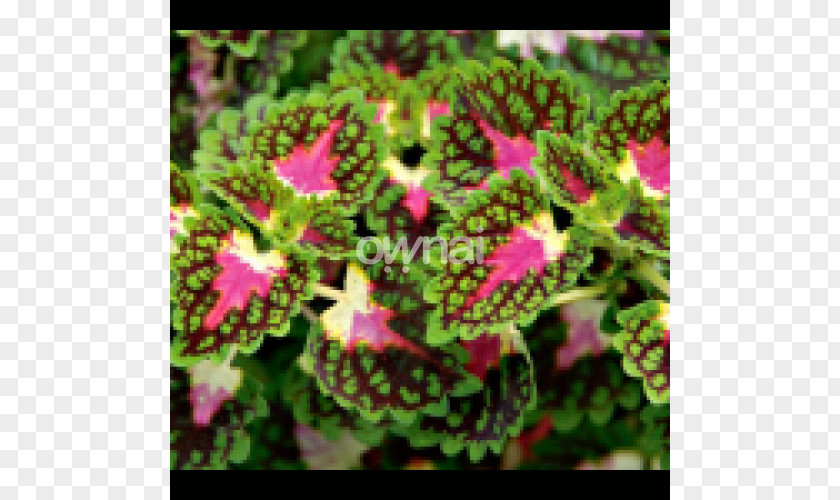 Plant Coleus Solenostemon Plectranthus Scutellarioides Leaf PNG