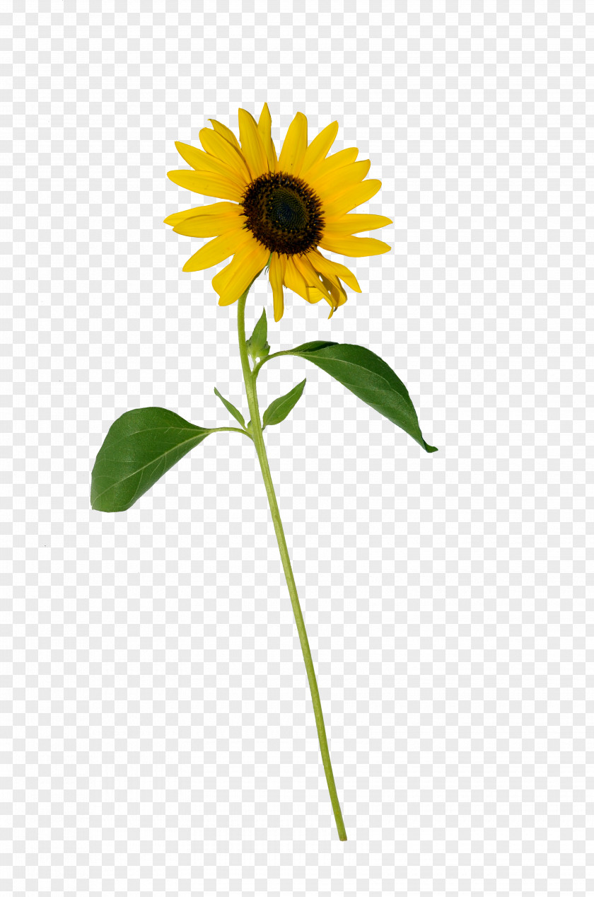 Sunflower Common Photography Clip Art PNG