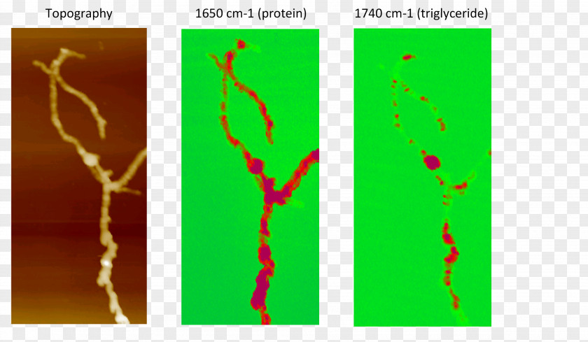 Bacteria Atomic Force Microscopy AFM-IR Infrared Spectroscopy Scanning Probe PNG