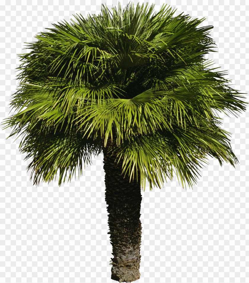 Flower Tree Arecaceae Shrub PNG