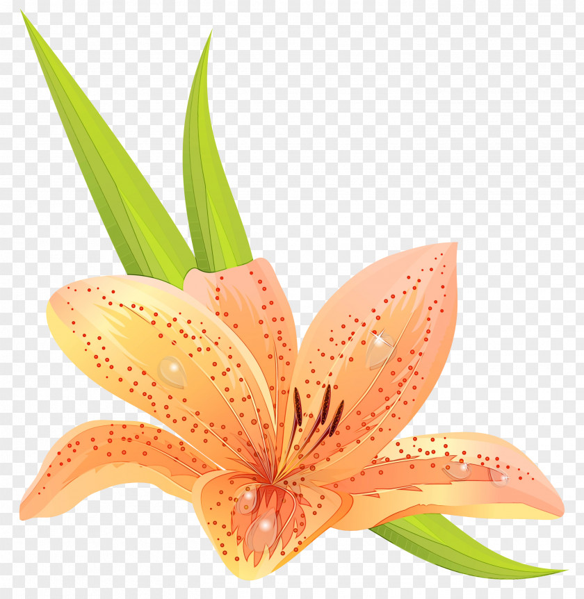 Hippeastrum Stargazer Lily Flower Cartoon PNG