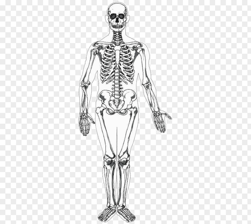 Human Bones Skeleton Body Homo Sapiens Drawing PNG