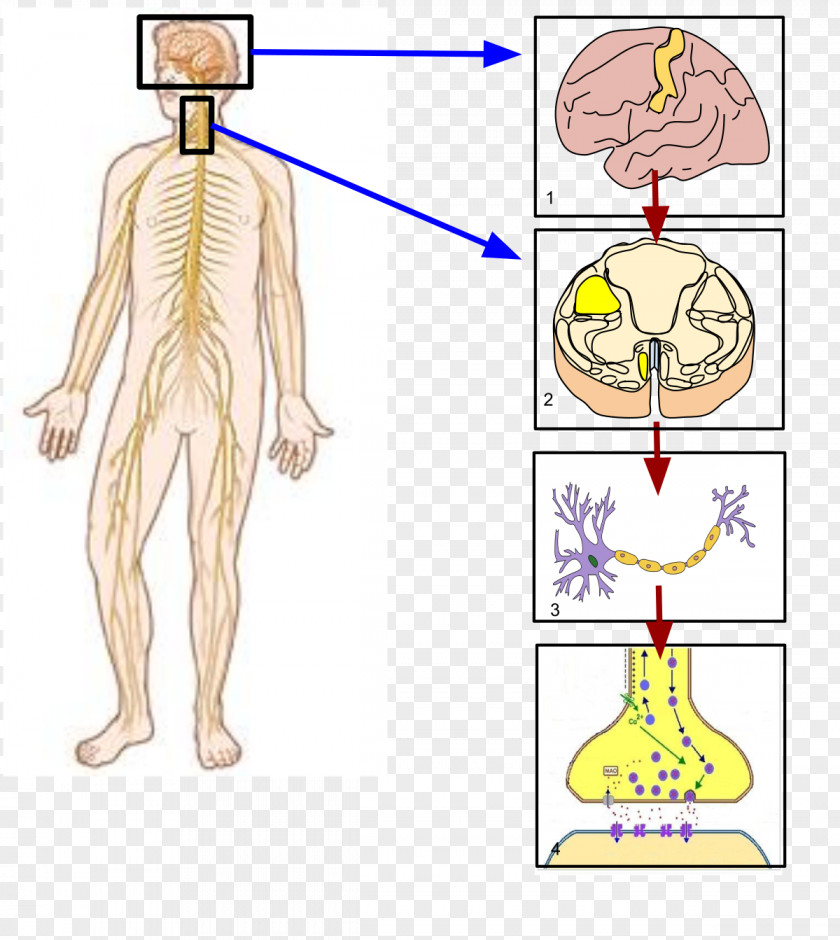 Nervous Somatic System Autonomic Sympathetic Nerve PNG