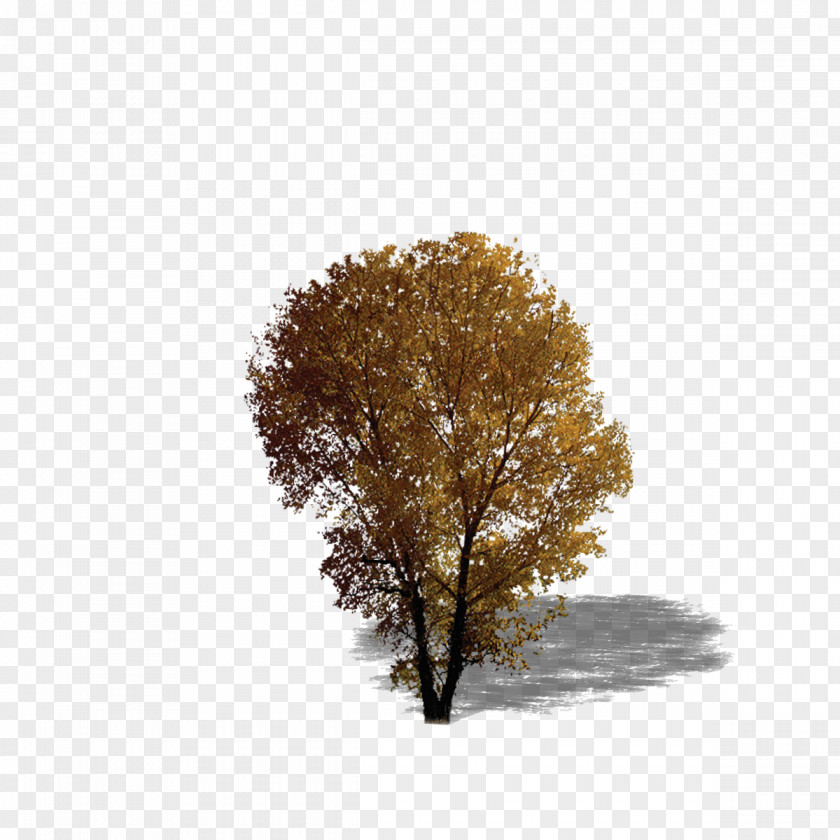 Plant,tree,forest,Leaves Broad-leaved Tree Texture Mapping Evergreen PNG