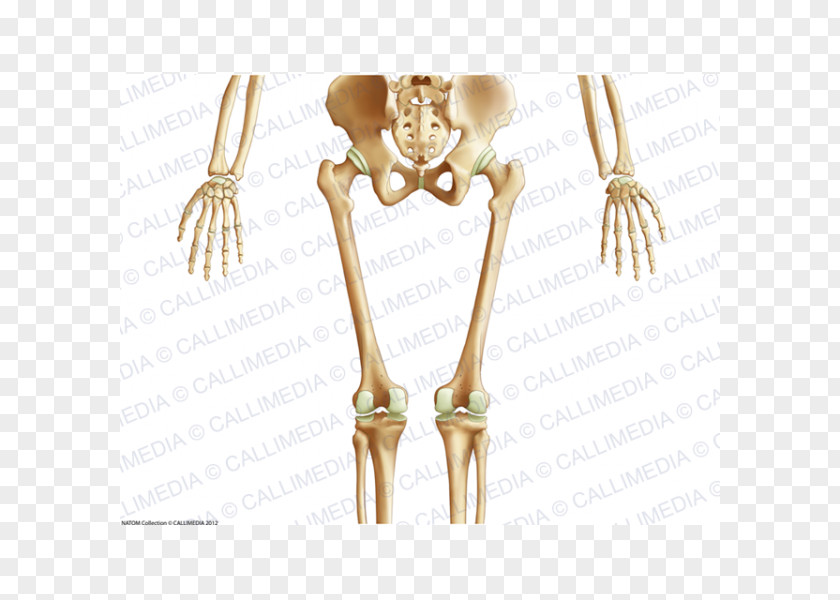 Skeleton Pelvis Human Body Anatomy Bone PNG