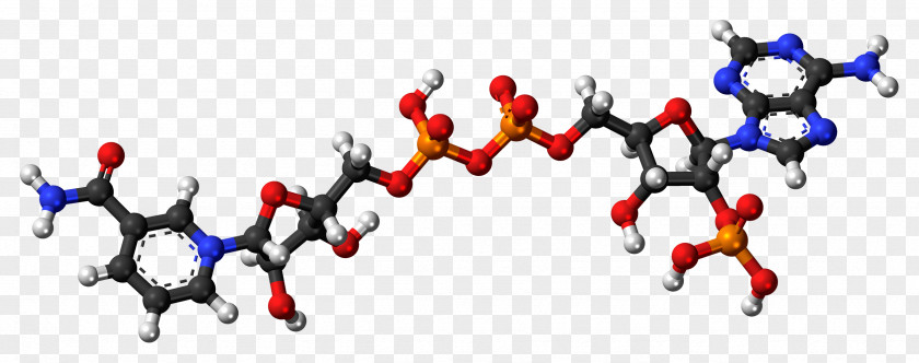 Zwitterion Ball-and-stick Model Nicotinamide Adenine Dinucleotide Phosphate Nicotinic Acid PNG