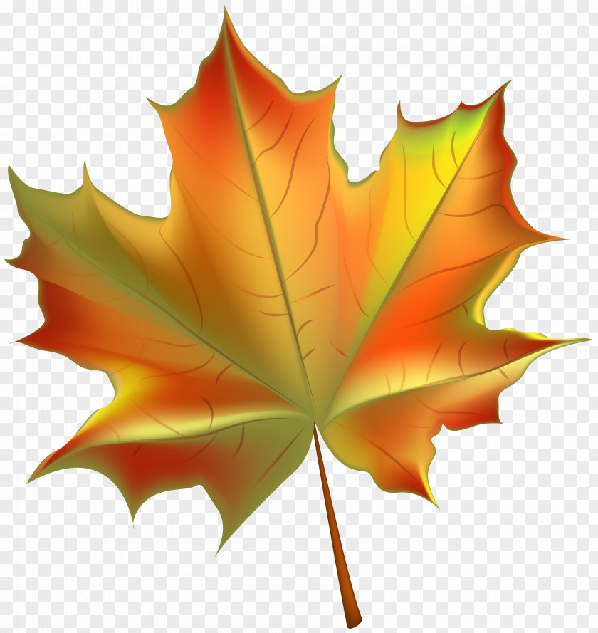 Beautiful Autumn Leaf Transparent Clip Art Image Color PNG