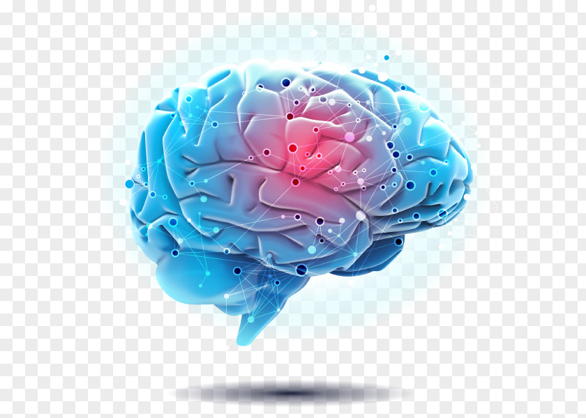 Brain Function Engaging The Rewired Autonomic Nervous System Psychology PNG
